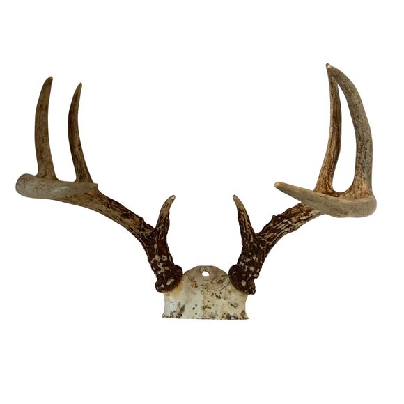Wild 8 Point Whitetail Deer Antlers Rack Skull Plate Mount Man Cave Decor - Picture 1 of 4